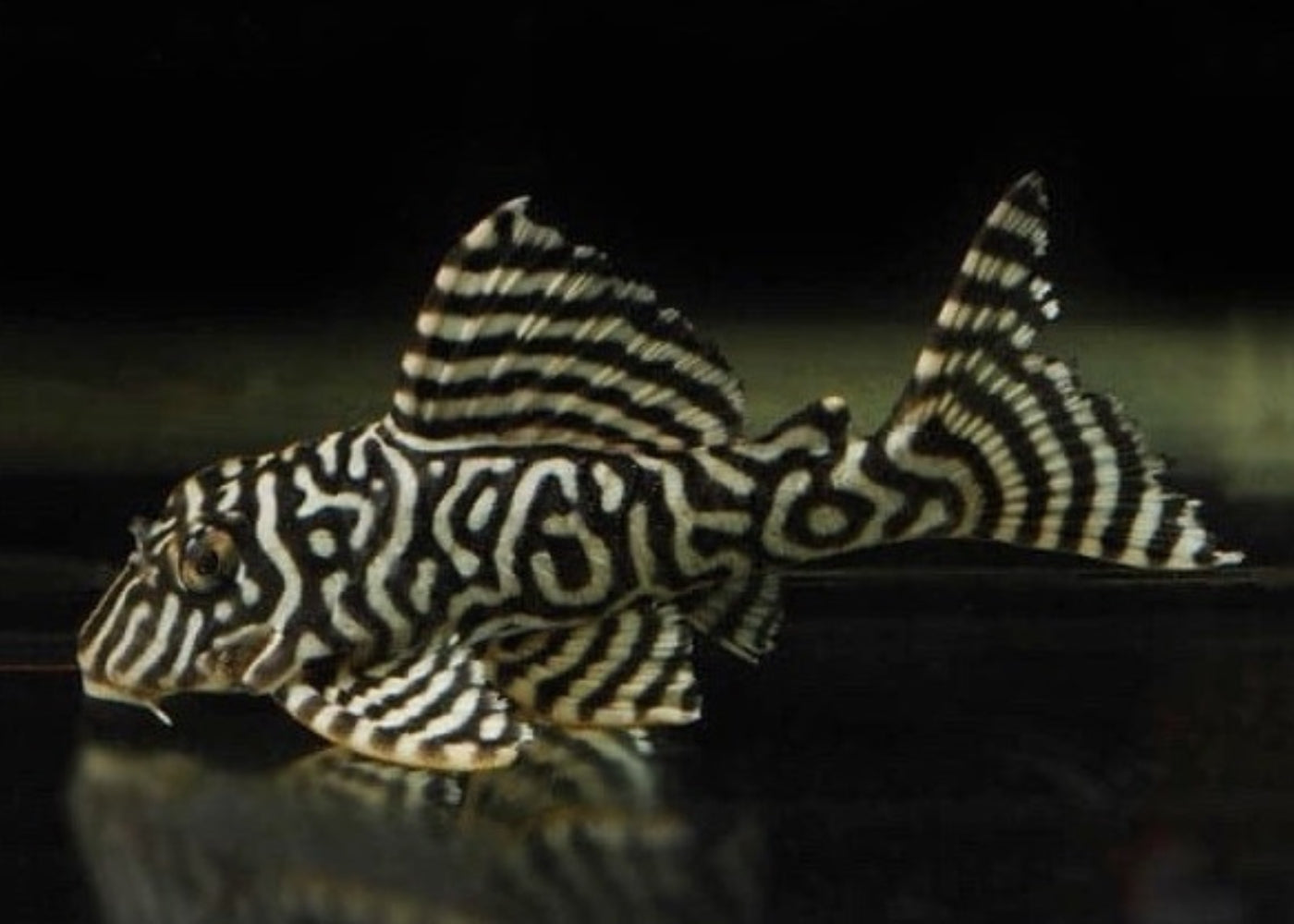 Hypancistrus L066 (king tiger pleco) - Adult breeding colony of 7 fish