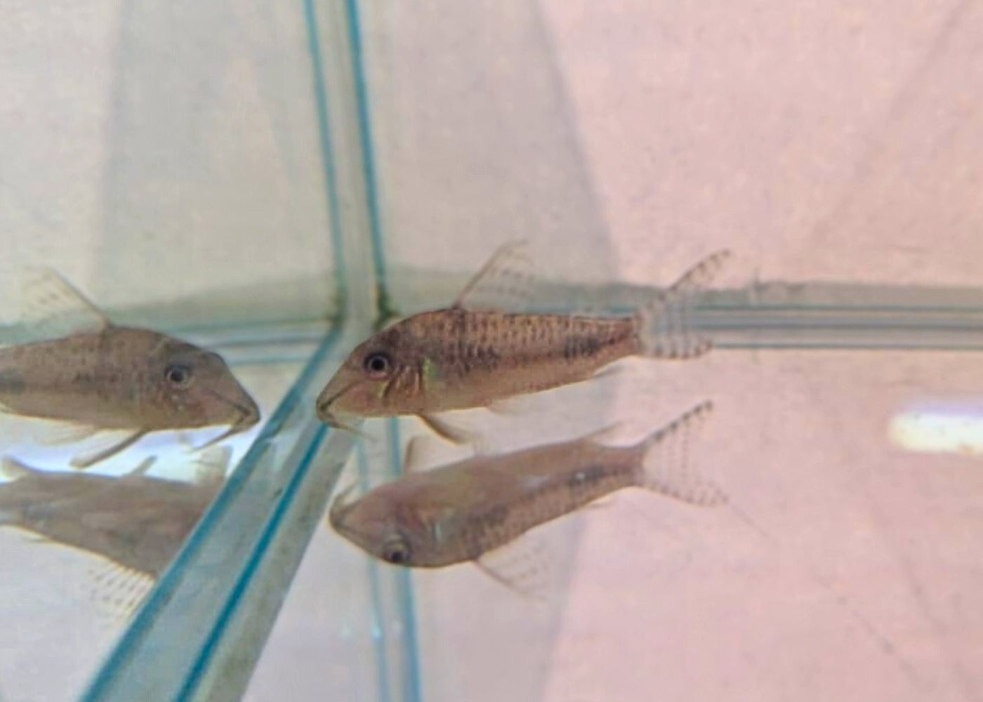 Corydoras Peruensis