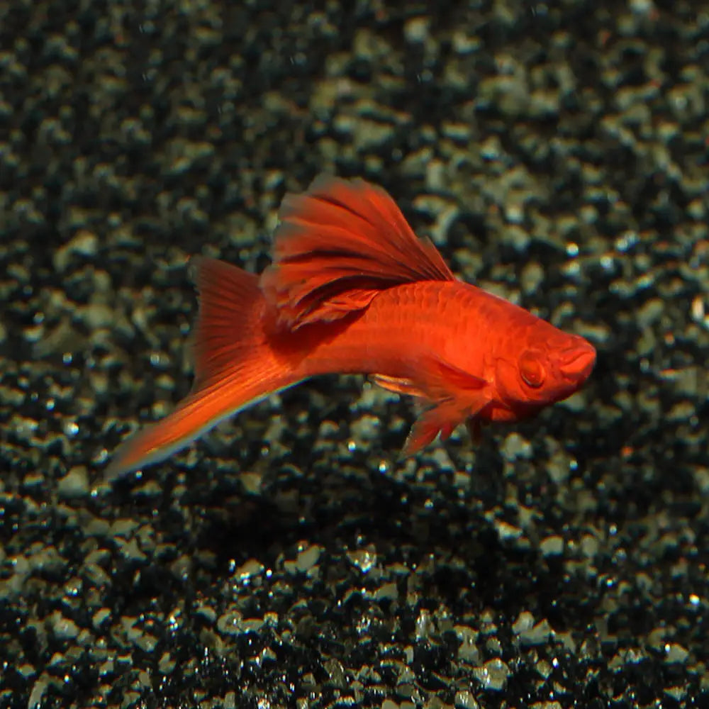 Bloodred Firecracker Swordtail