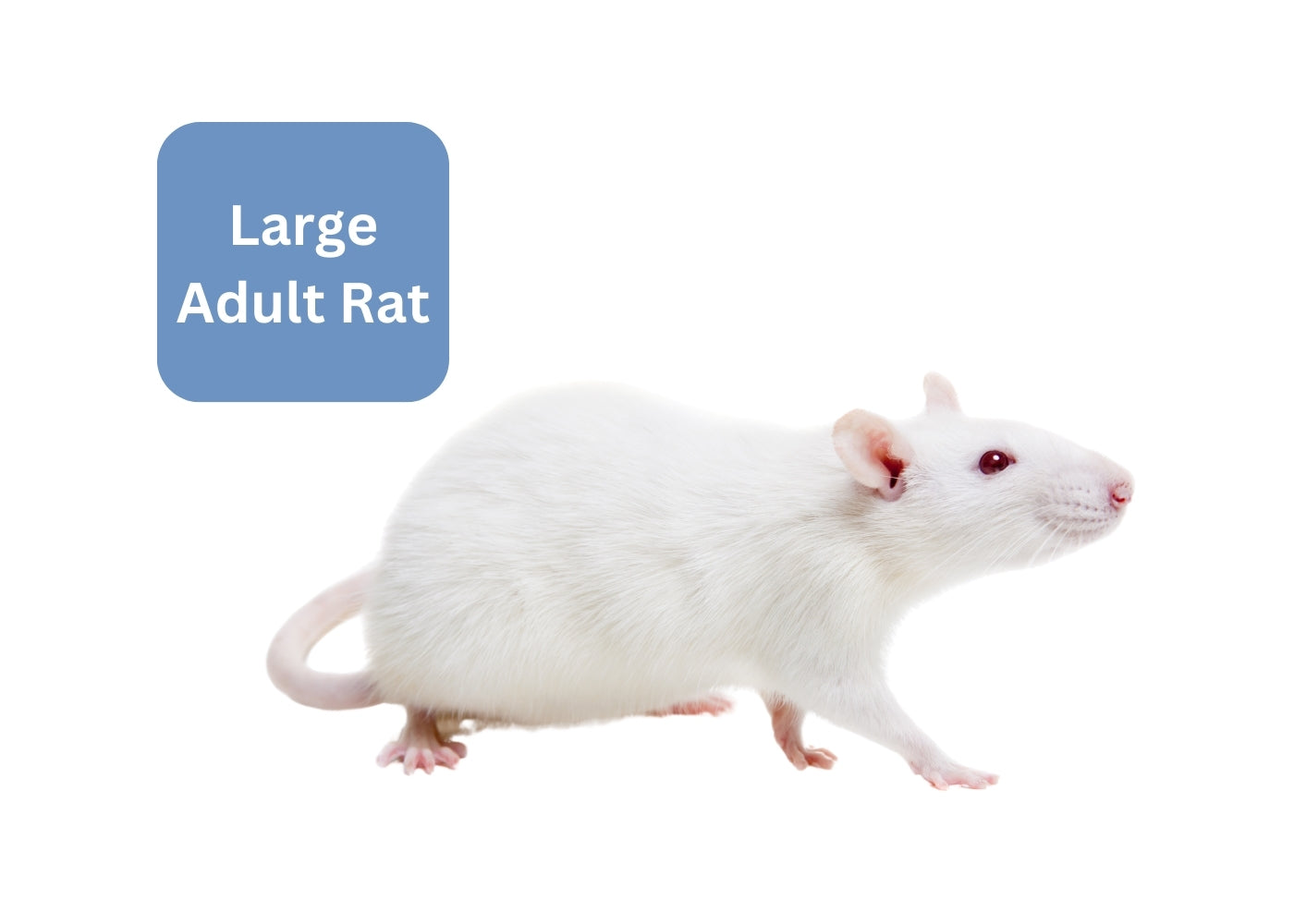 Frozen Rat - Large Adult