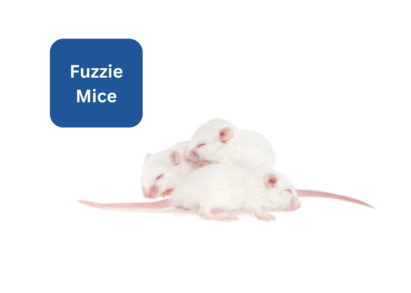 Frozen Mice - Fuzzie