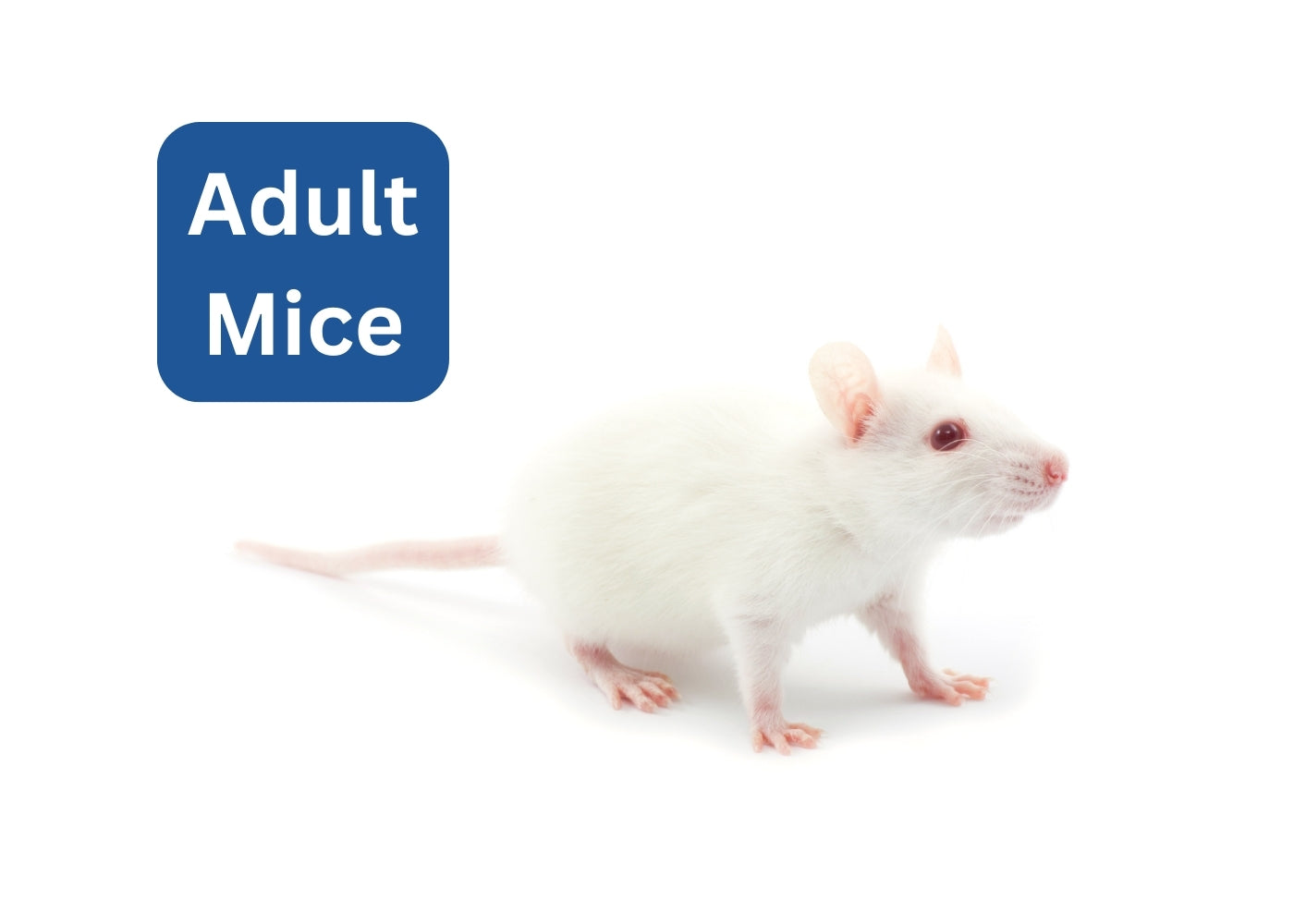 Frozen Mice - Adult