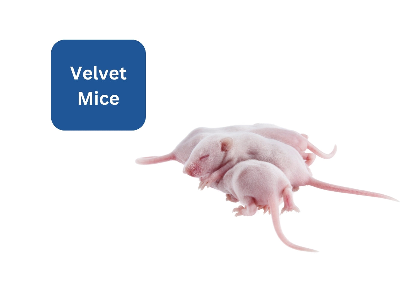 Frozen Mice - Velvet