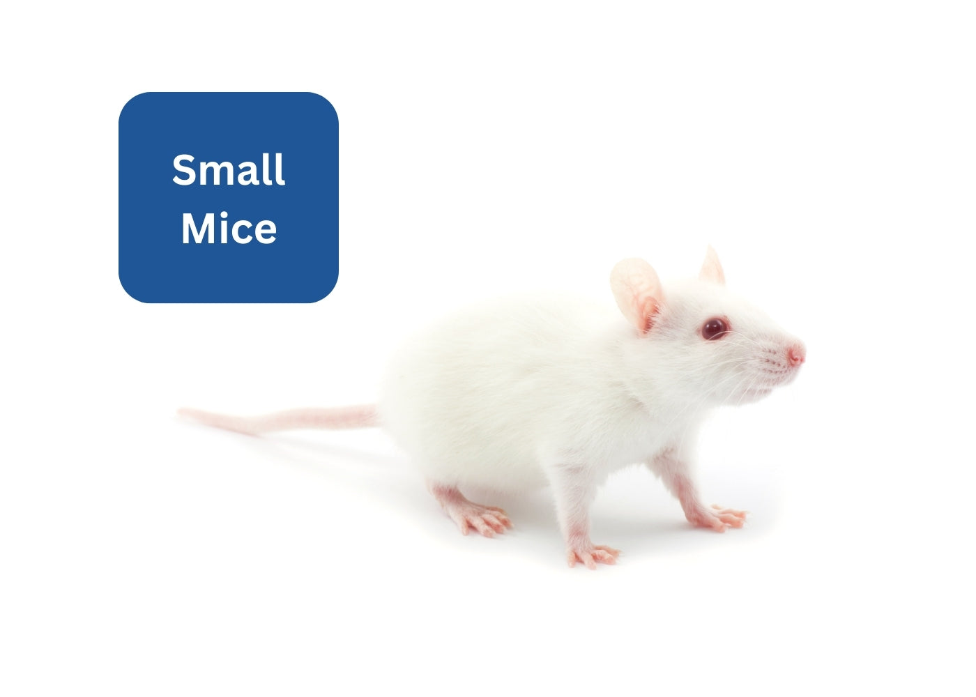 Frozen Mice - Small