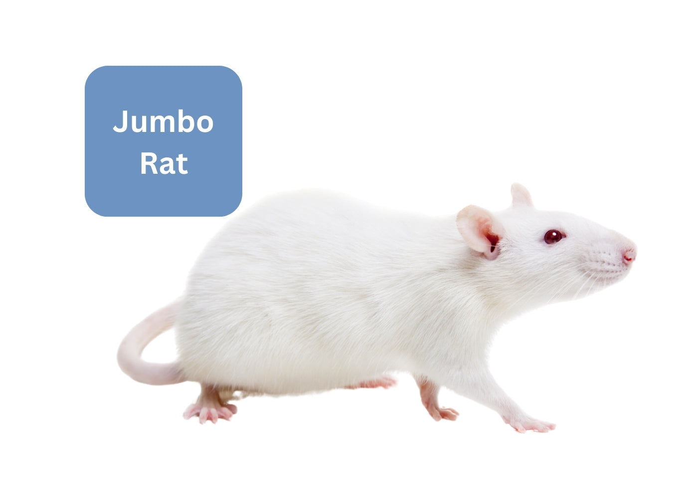 Frozen Rat - Jumbo Adult
