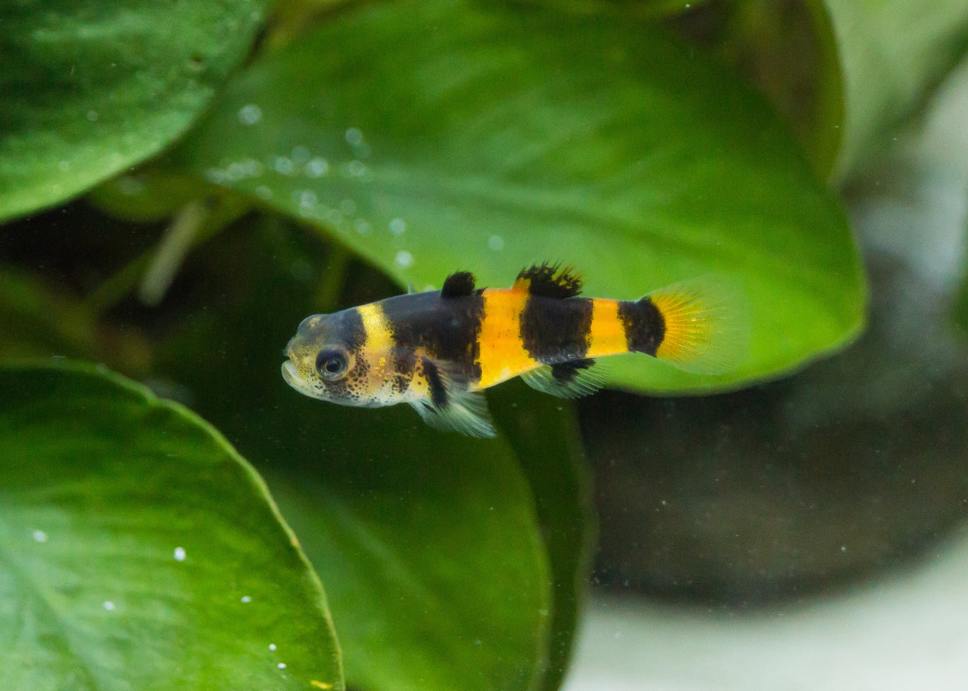 Goby - Dwarf Freshwater Bumble Bee 2