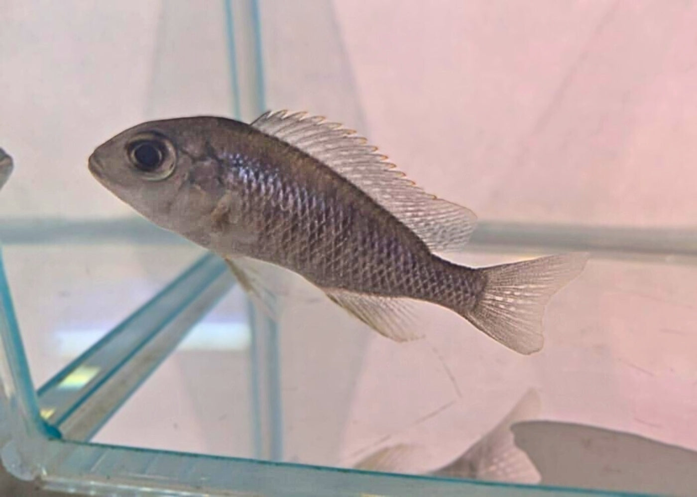 Lethrinops - Msabi Sp. Rainbow