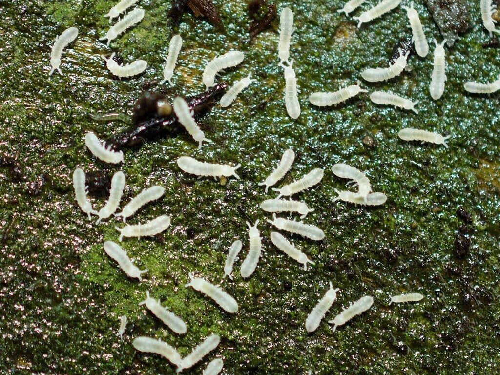 Spring Tail Culture 3