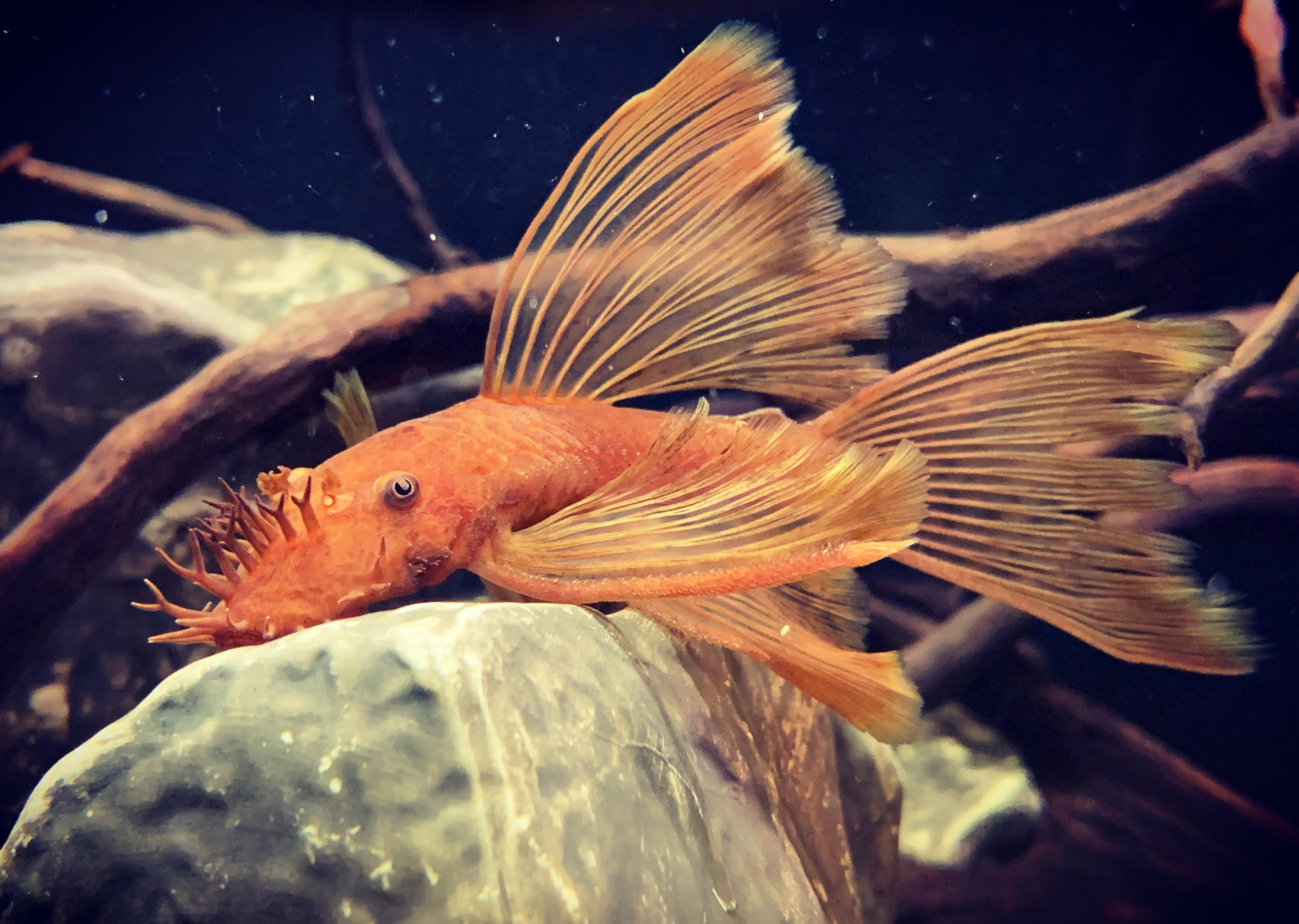 Super Red Bristlenose - Longfin - Special 4 for $390