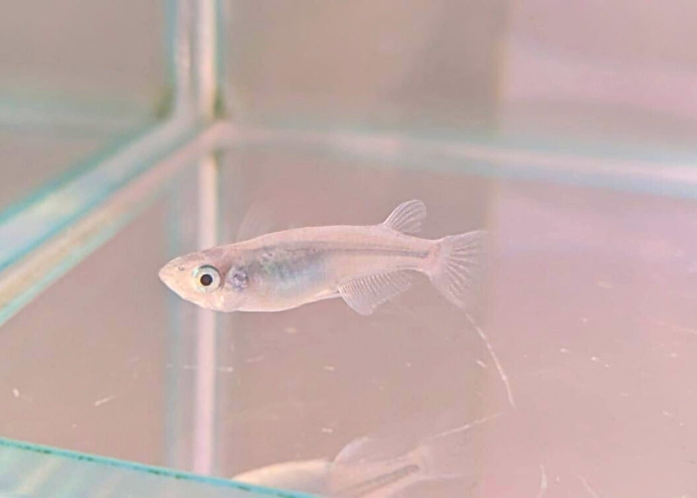 Blue Medaka - Ao Miyuki