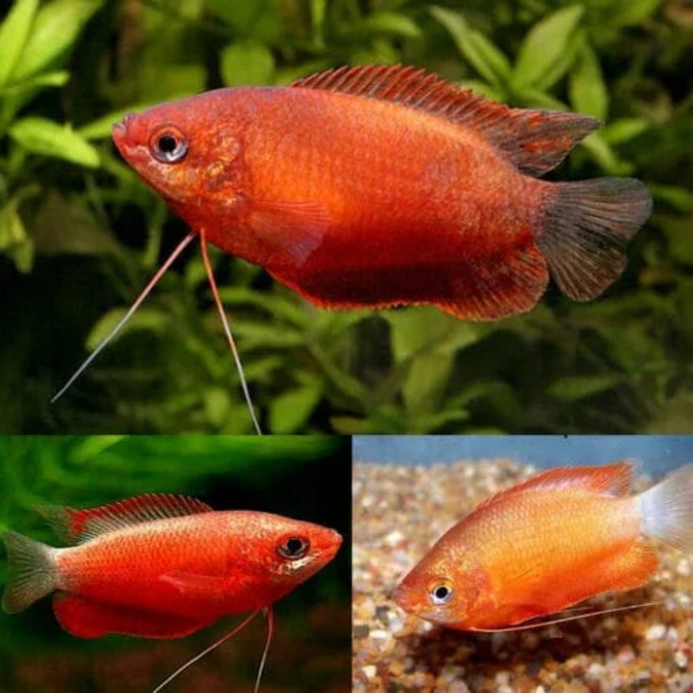 Honey Gourami - Red
