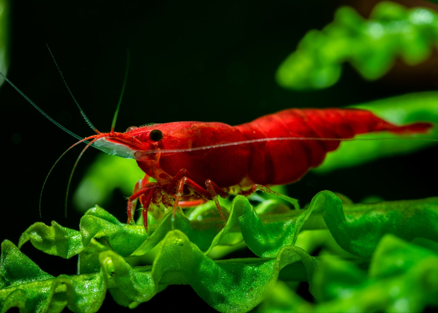 Cherry Shrimp - Fire Red
