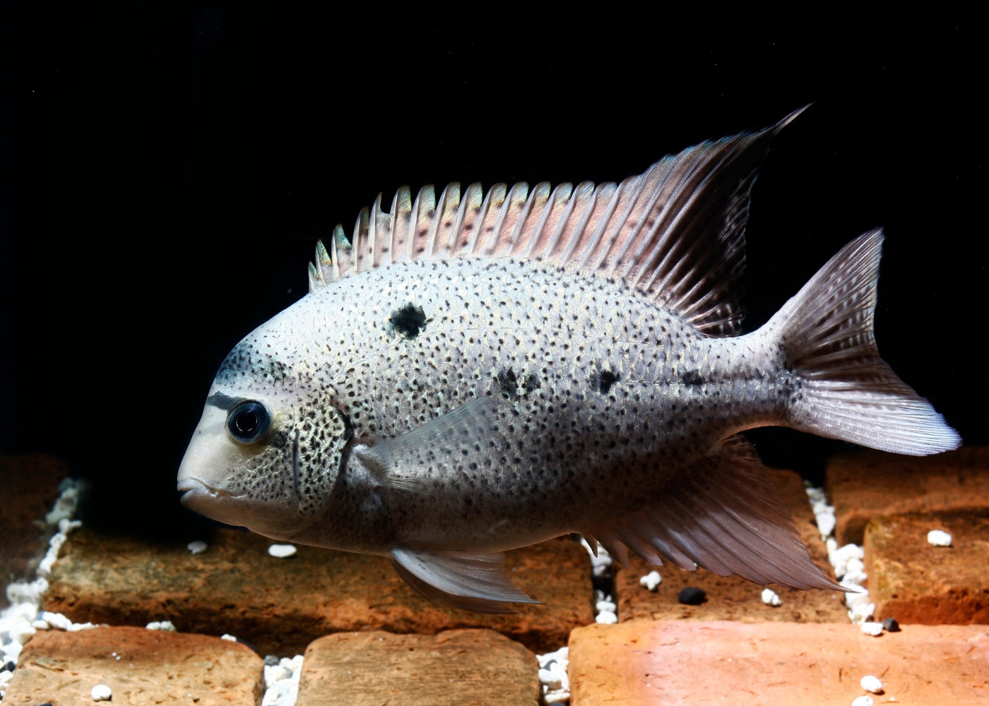 Argentea Cichlid - Maskaheros Vieja argentea