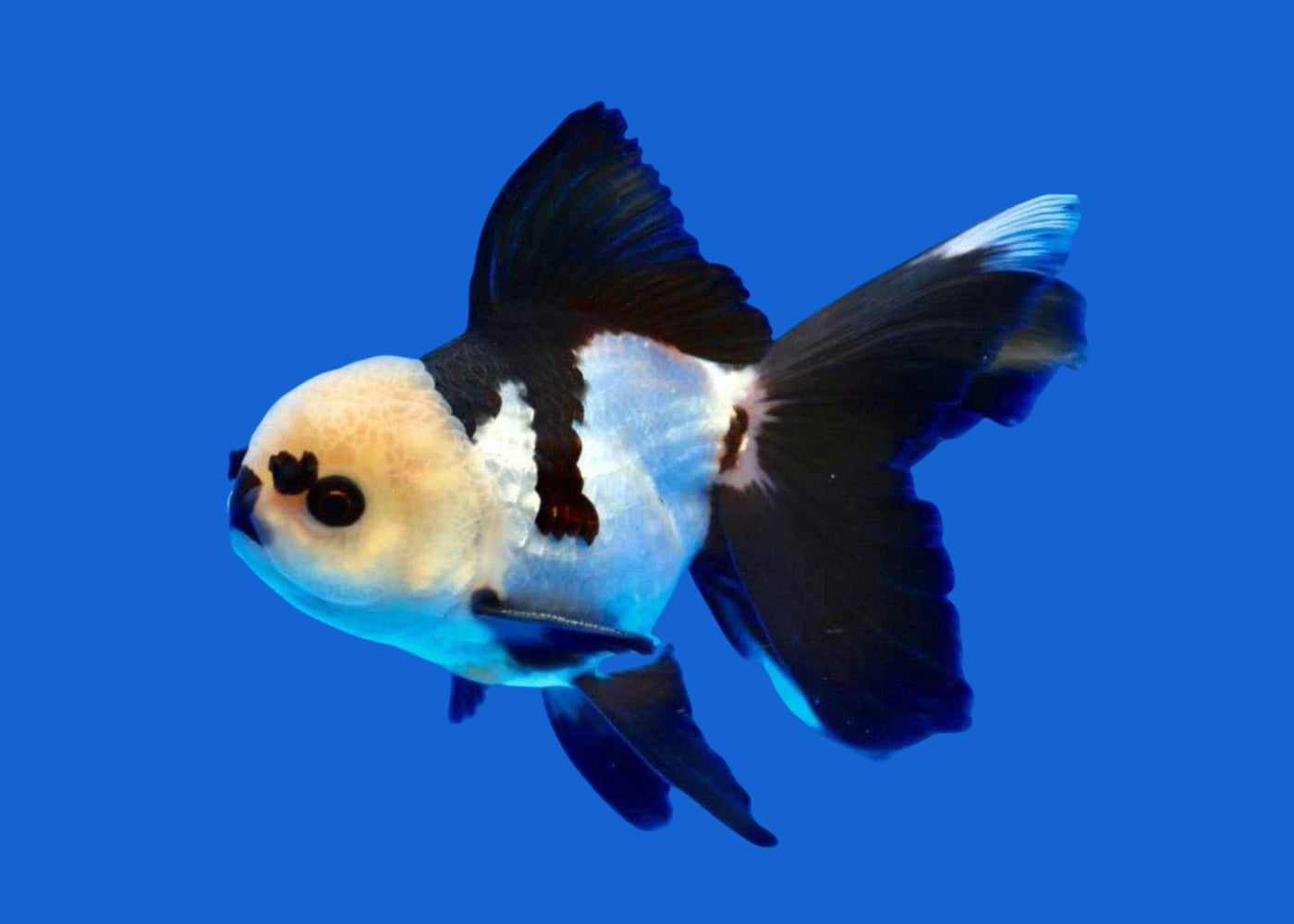 Panda Oranda