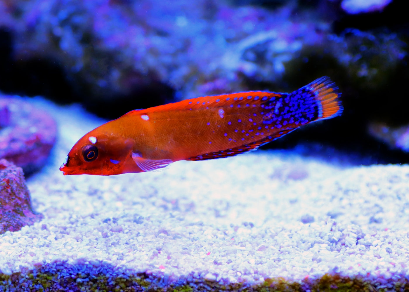 Wrasse - Red Coris Adult