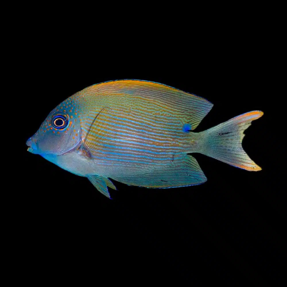 Tang -  Bristletooth