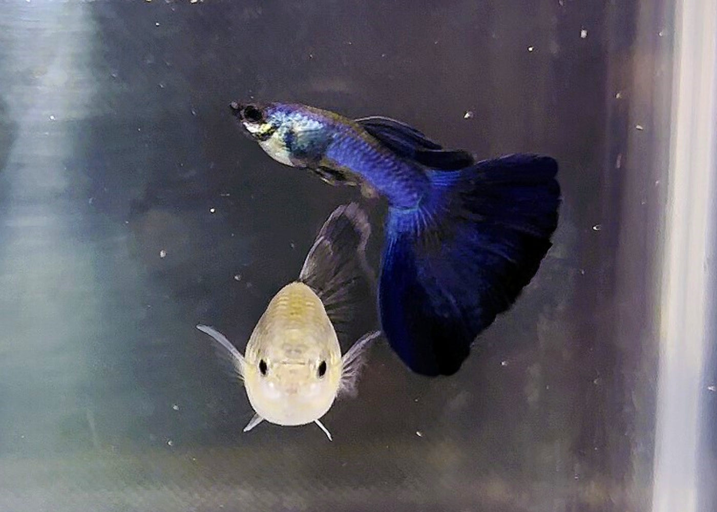 Guppy - Blue Moscow Pair 2