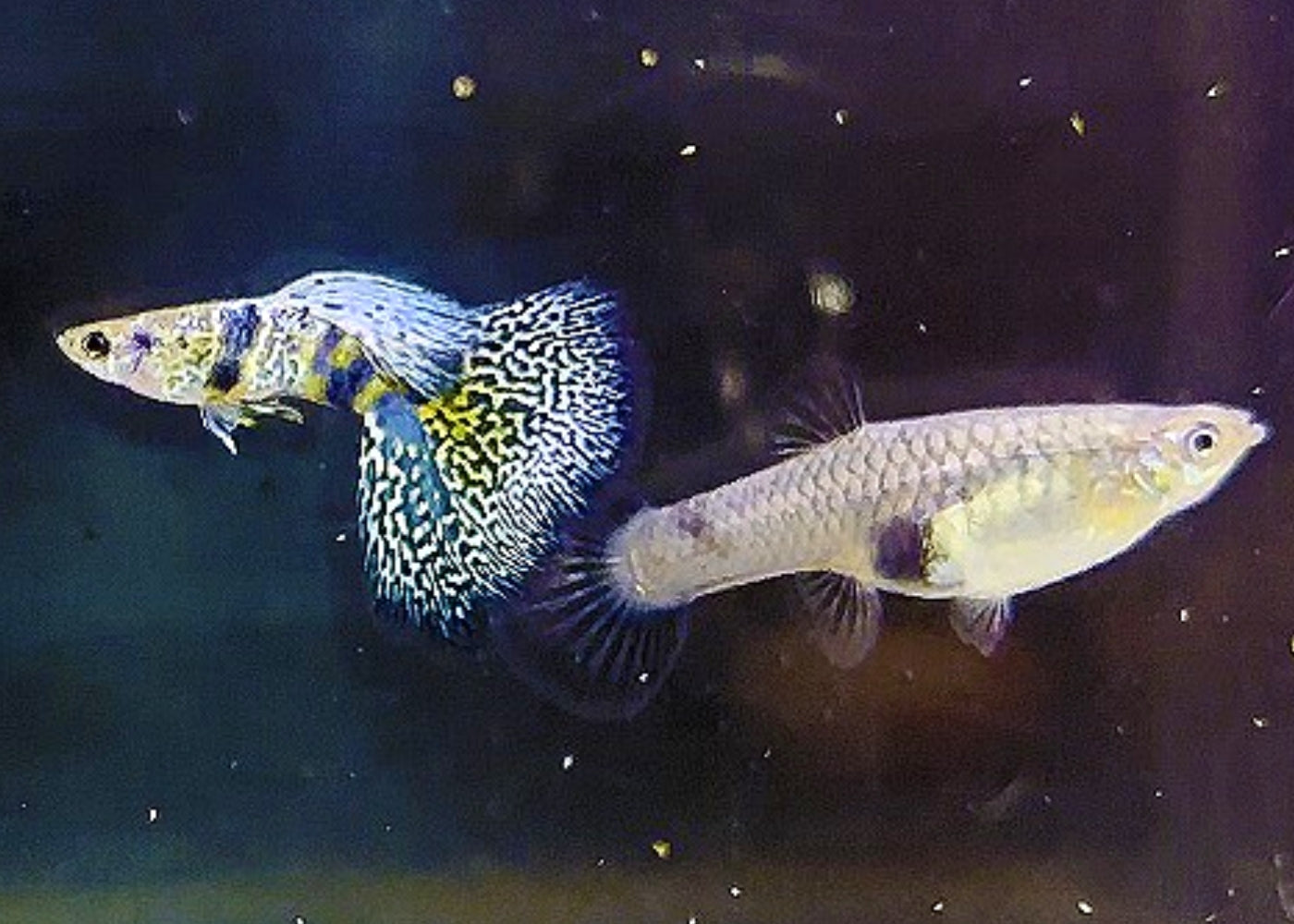 Guppy - Blue Tiger Pair