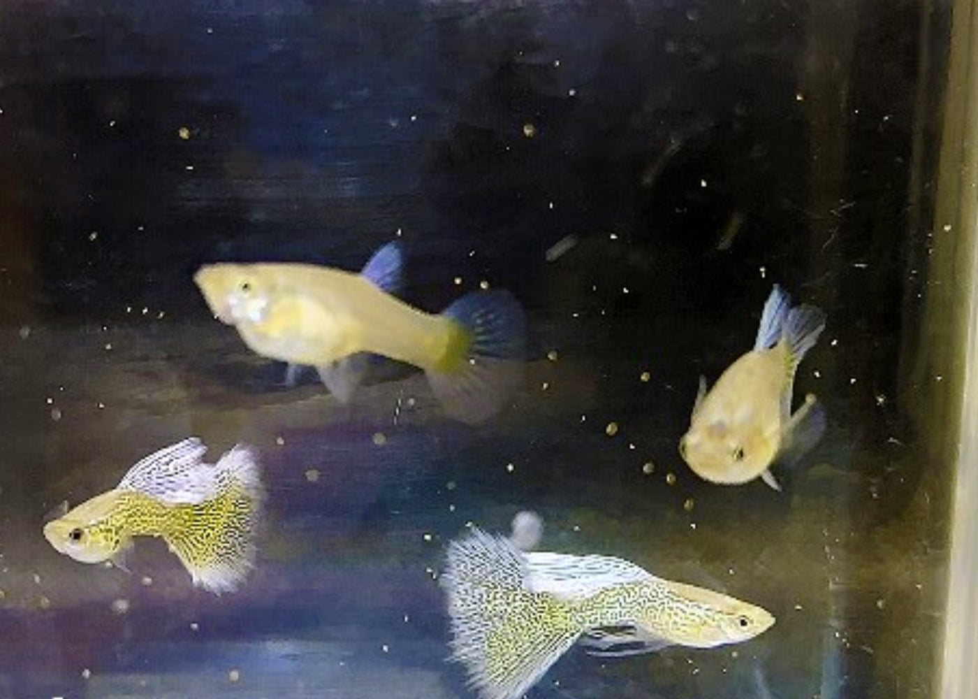 Guppy - Lavender Lace Pair