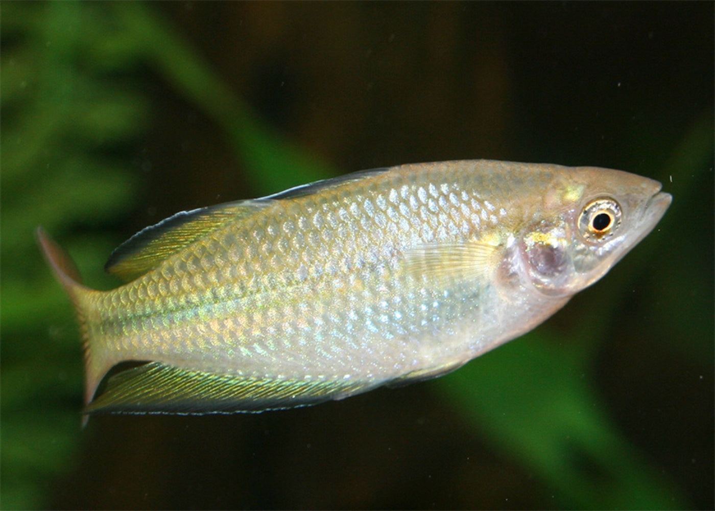 Murray River Rainbowfish