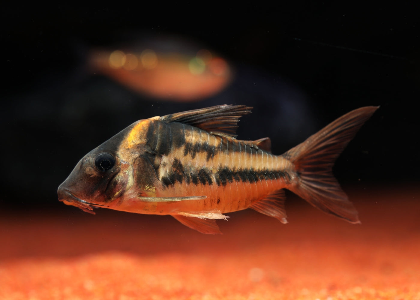 Corydoras CW127 - Super Parallelus Cory