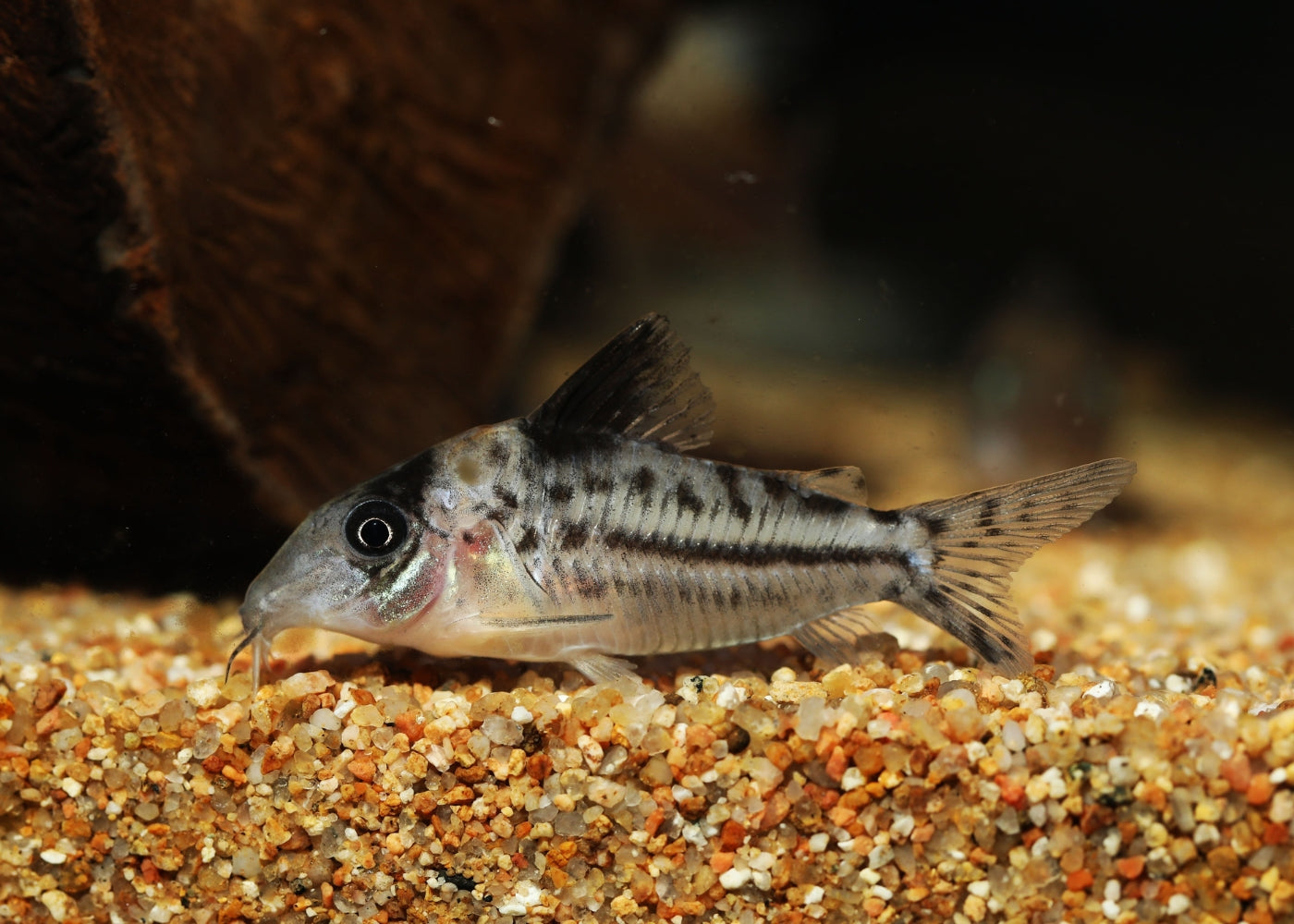 Corydoras - Incolicana