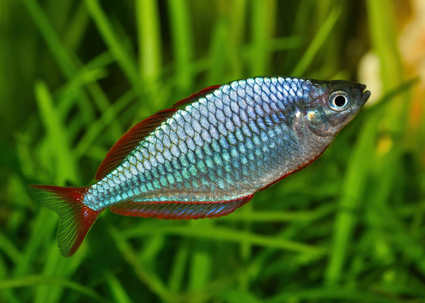 Neon Rainbowfish - M. praecox - Special 5 for $50