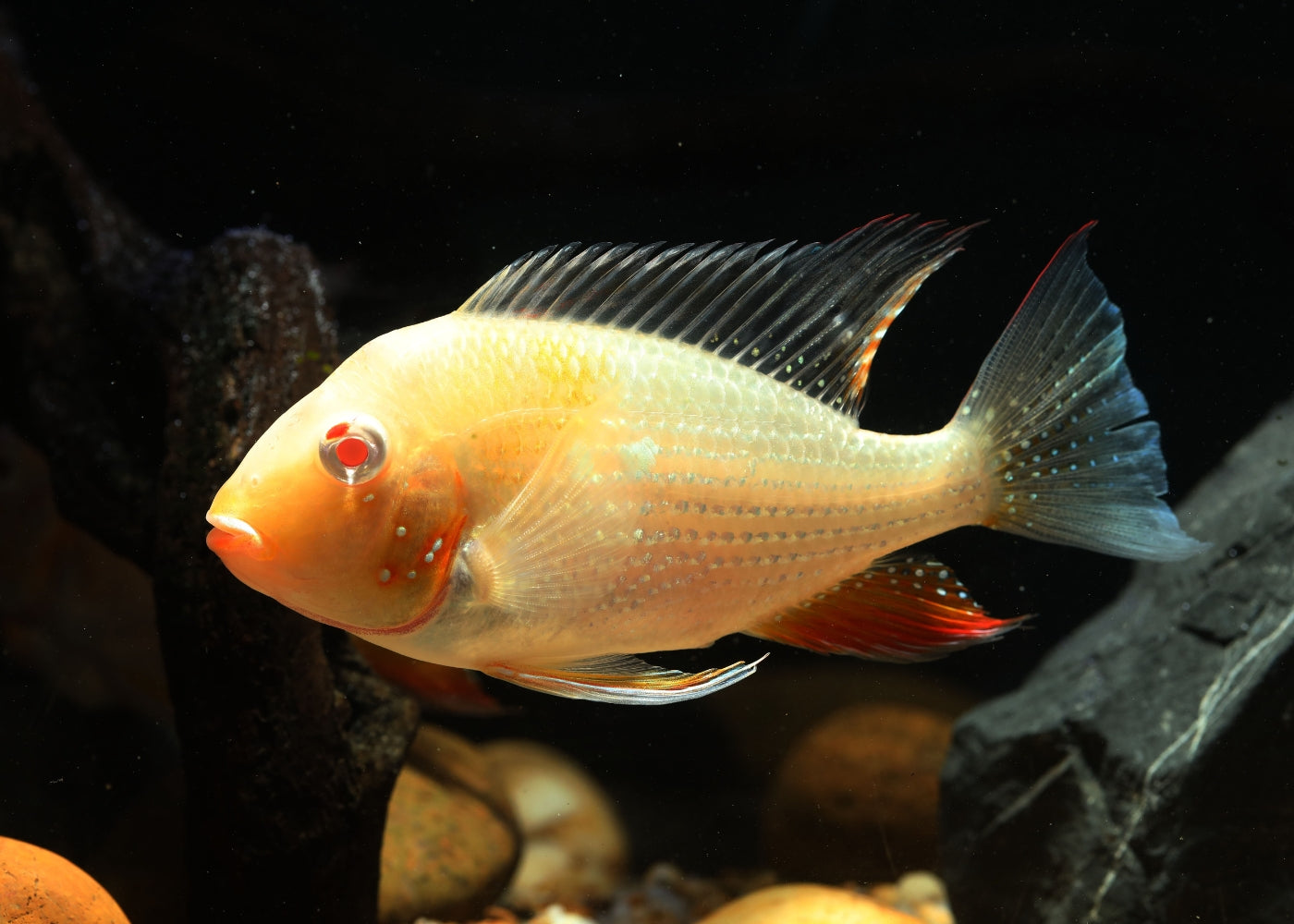 Thread Finned Acara - Heckelli - ALBINO