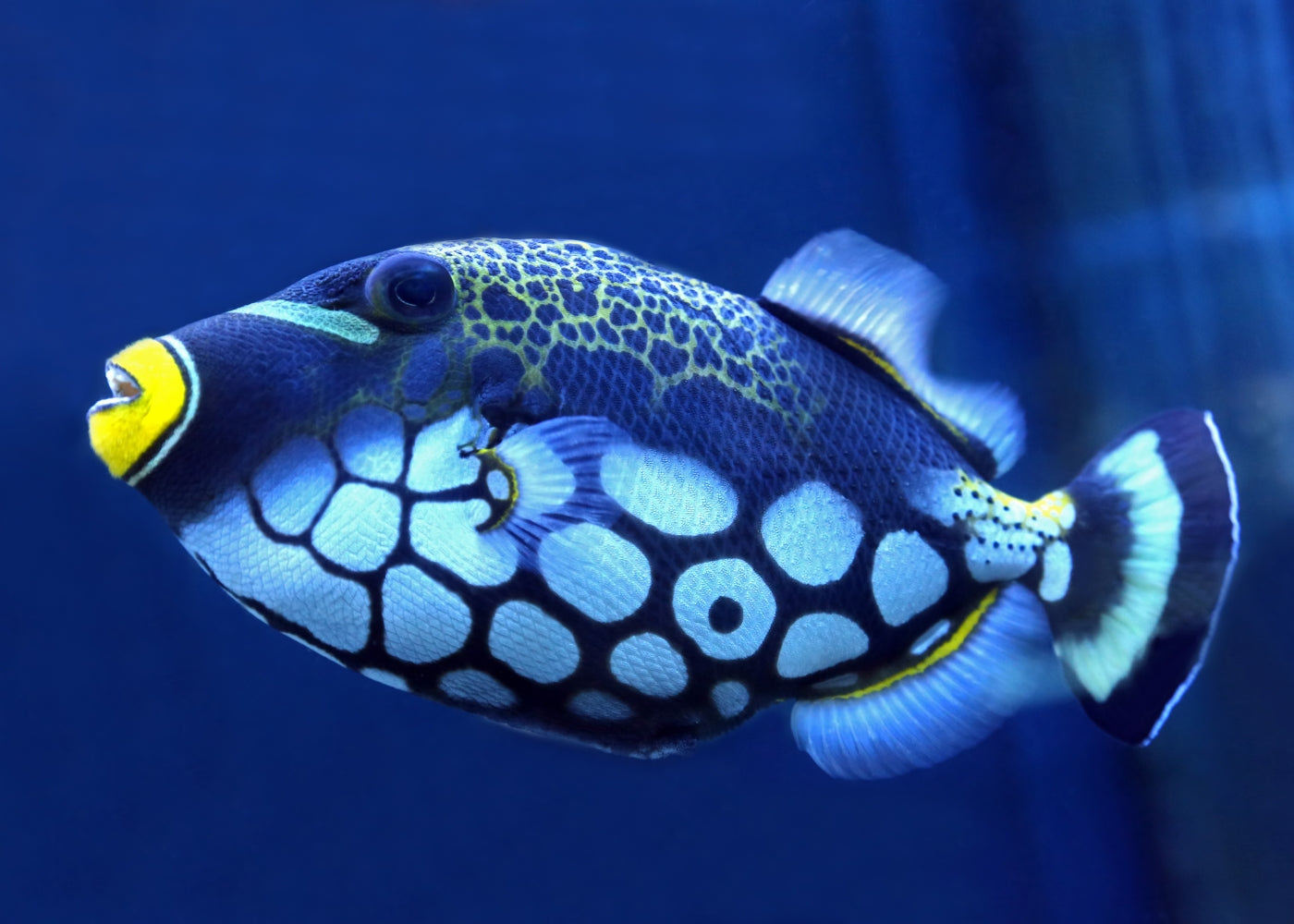 Trigger Fish - Clown