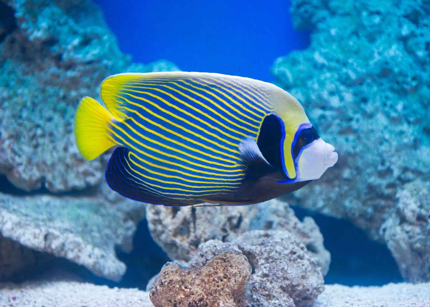 Angel - Emperor Adult