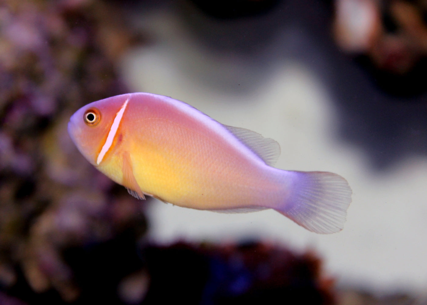 Clownfish - Pink Skunk