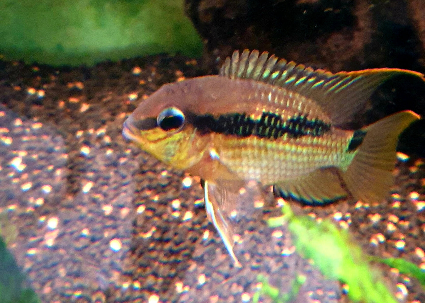 Krobia Sp. Oyapok