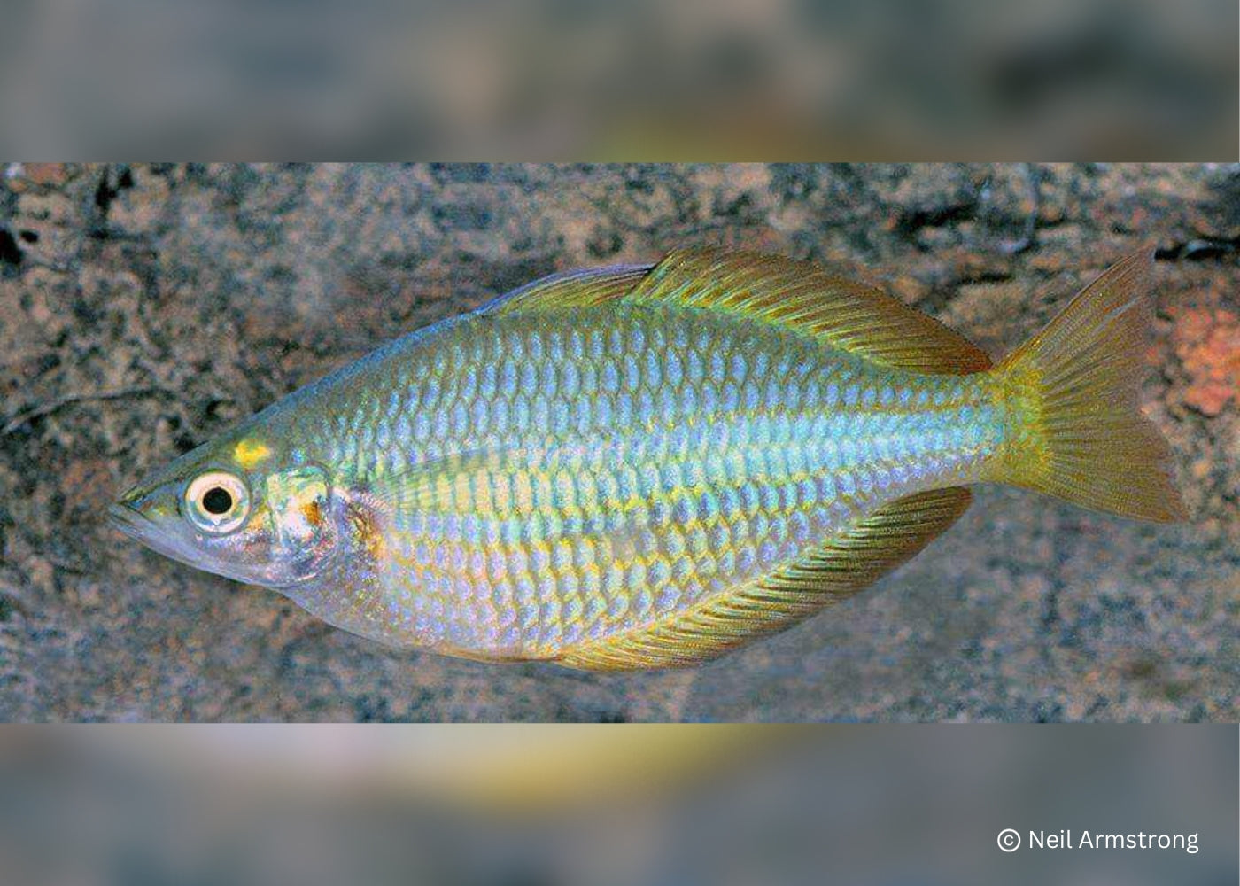 Banded Rainbowfish - M. trisaciata - Tentpole Creek