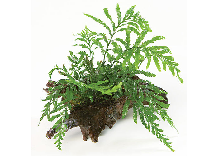 Bolbitis Heudelotii Driftwood Creation