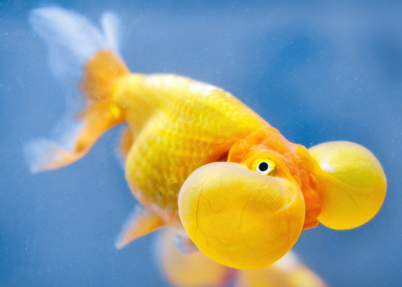 Bubble Eye Goldfish