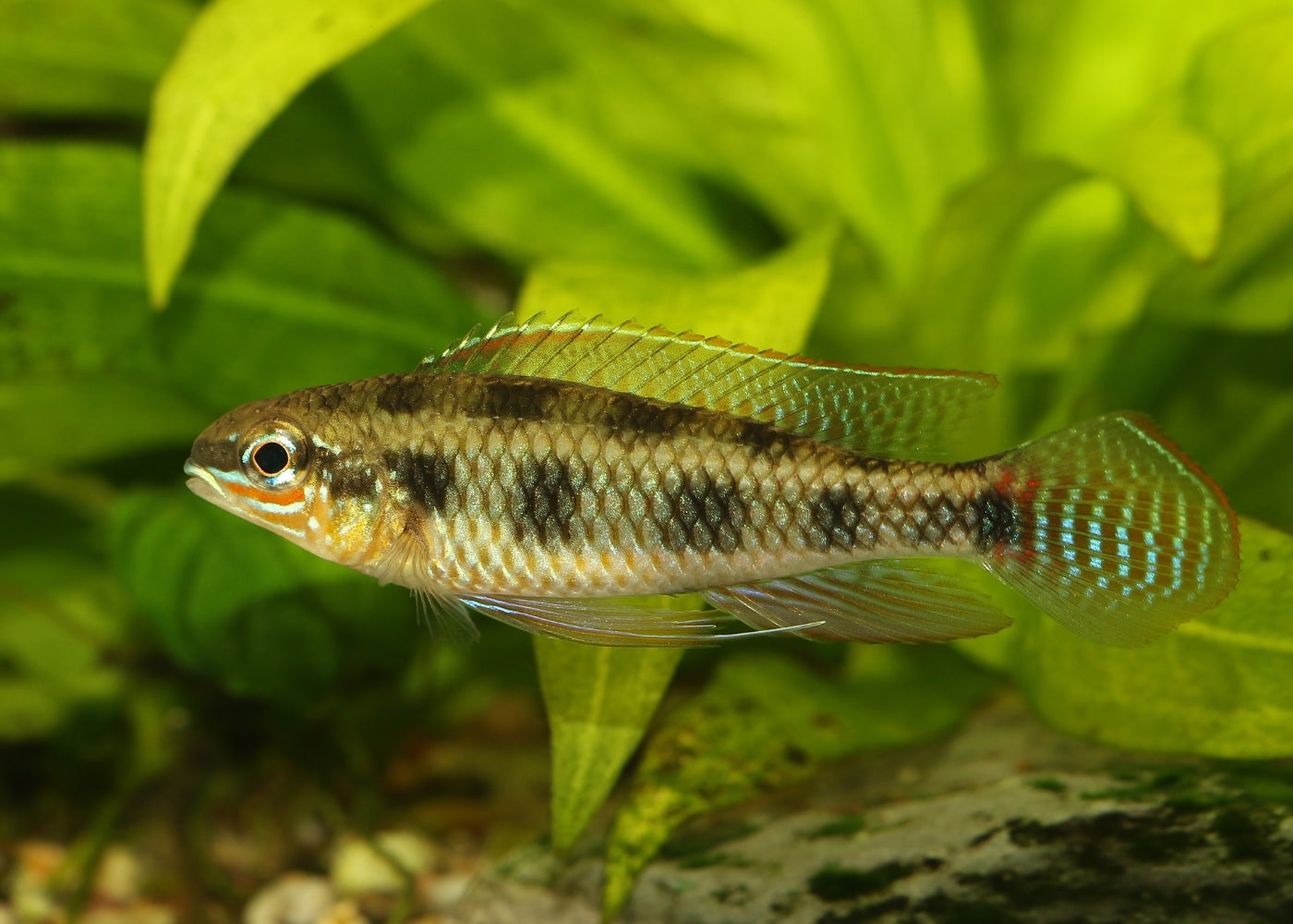 Checkerboard Cichlid