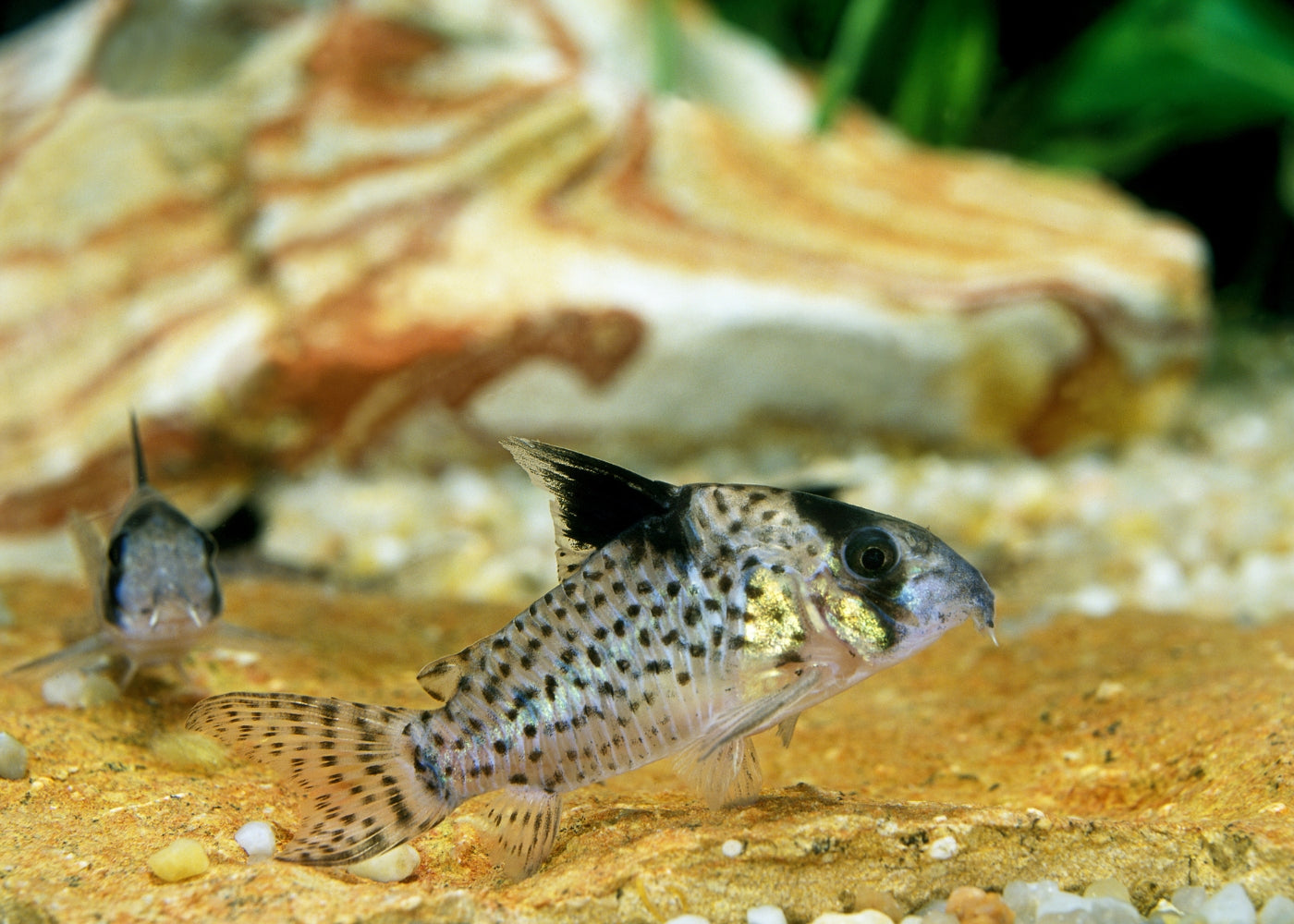 Corydoras Delphax Wotroi