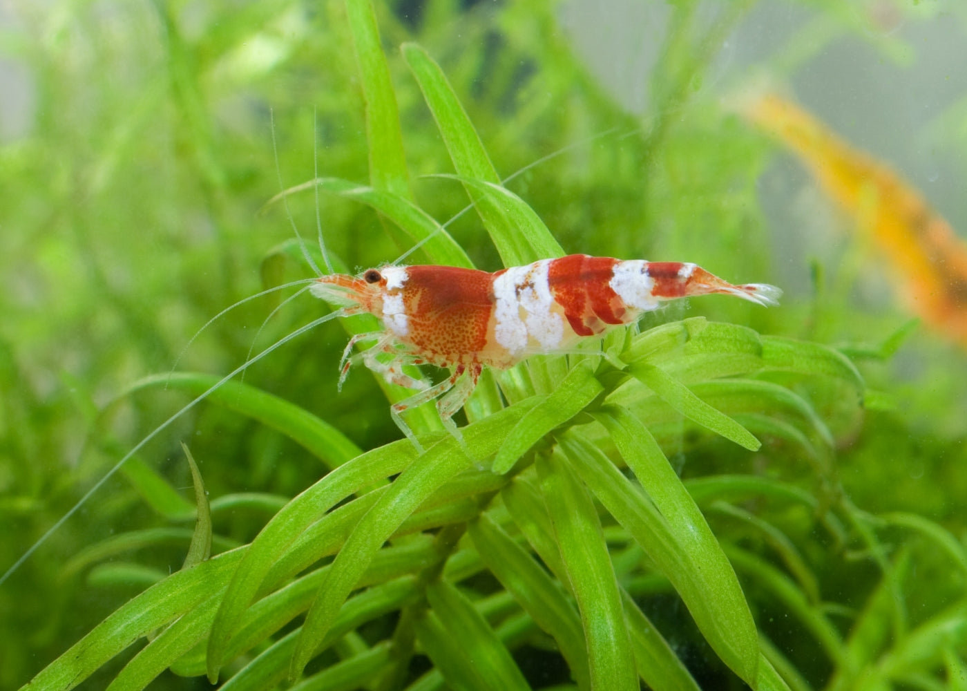 Shrimp Crystal 2