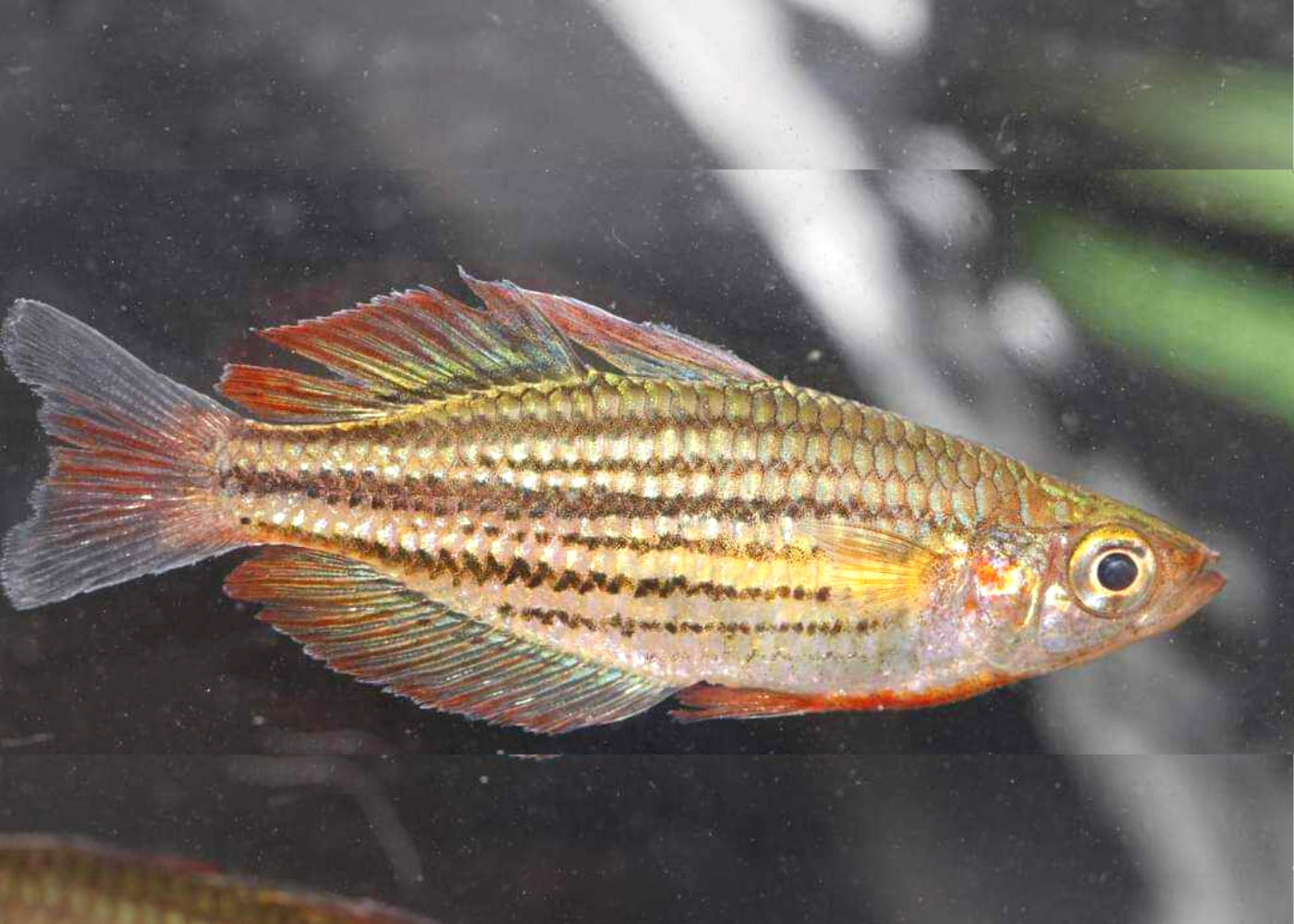 Mccullochs Rainbowfish - Cairns