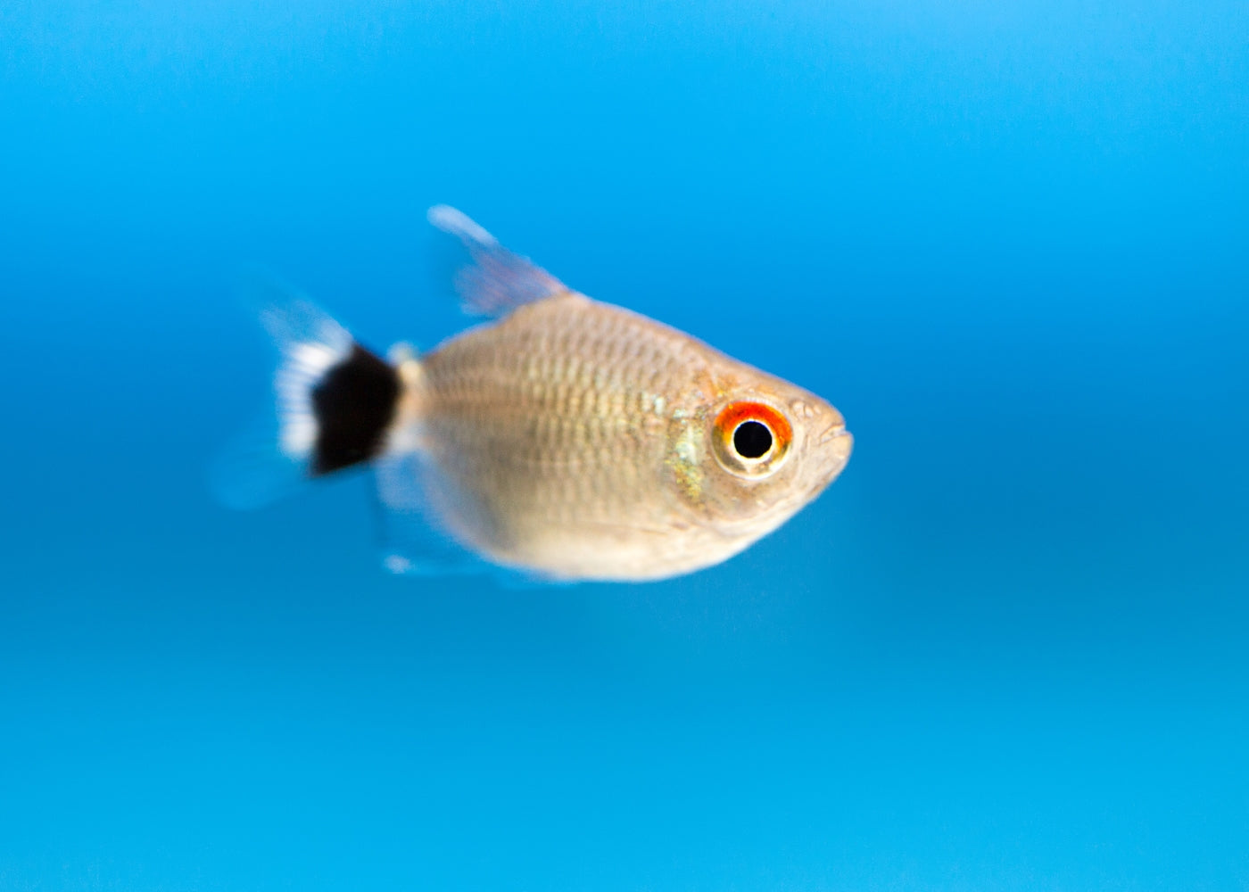 RED EYE TETRA - BALLOON - SPECIAL 6 FOR $30