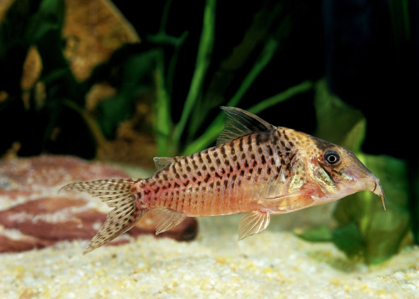 Corydoras Blochi