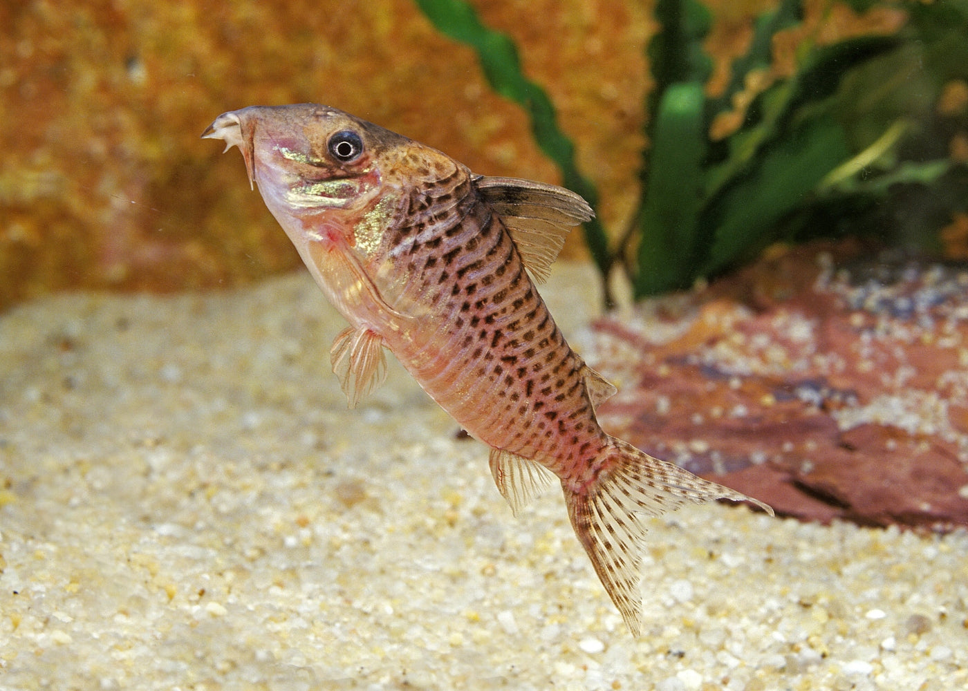 Corydoras Blochi 2
