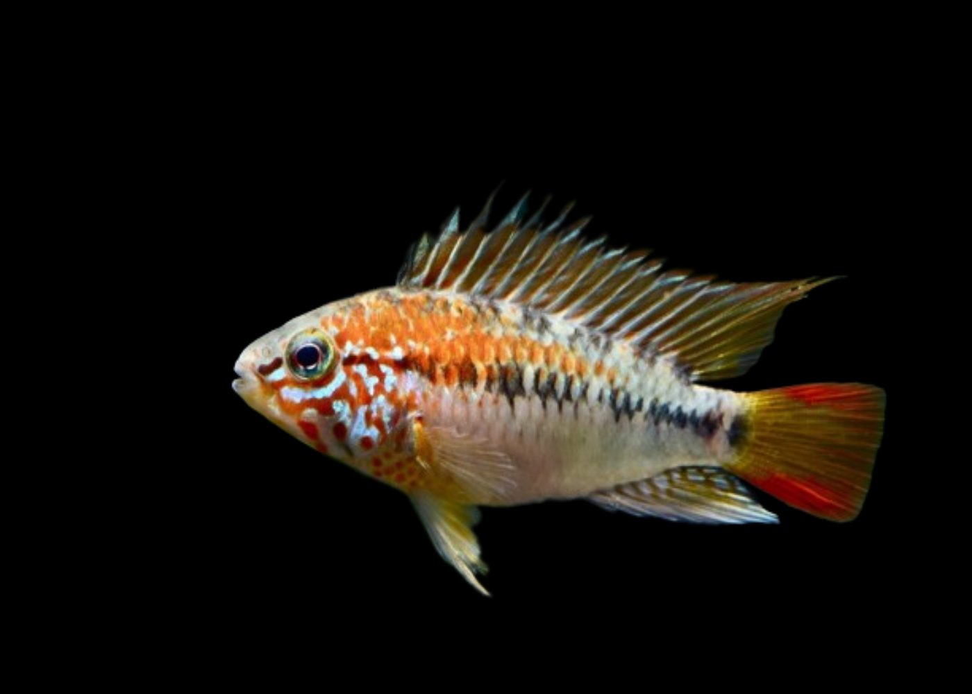 Apistogramma Viejita Red Neck