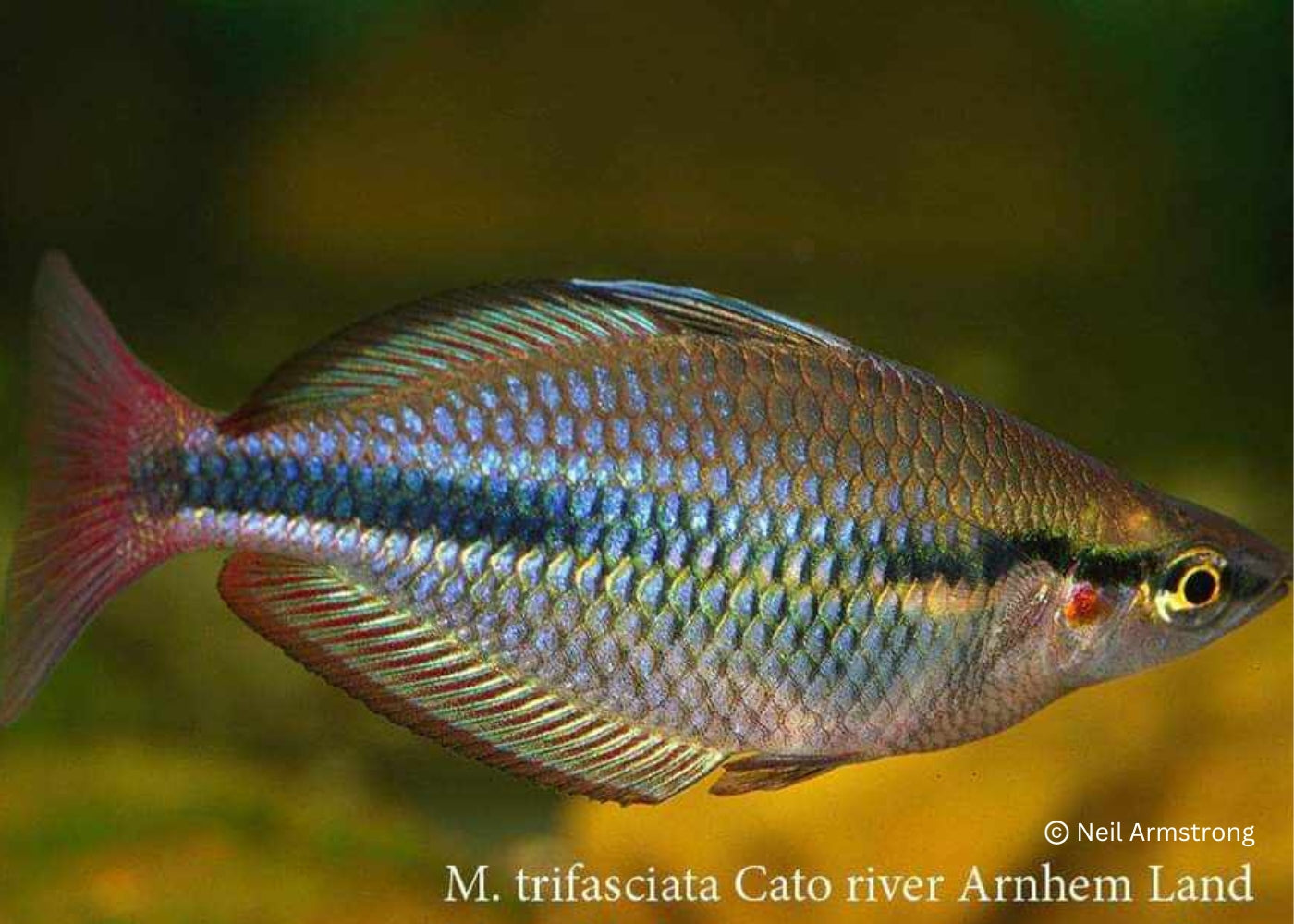 Banded Rainbowfish - Cato River - M. trifasciata