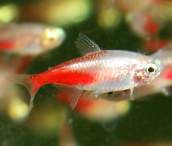 Neon Tetra - Rosy
