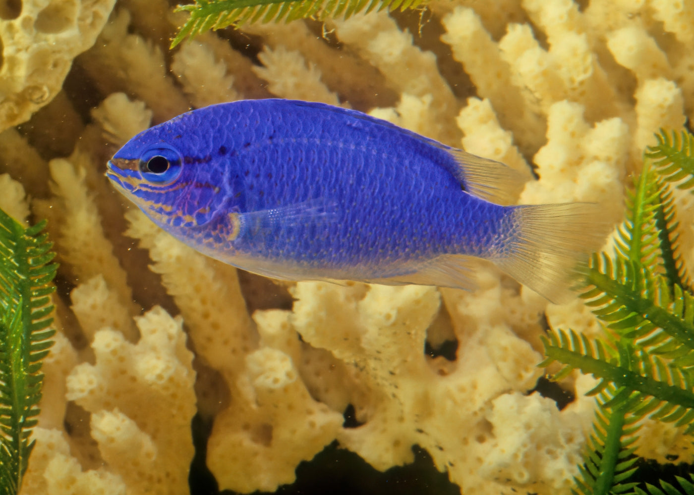 Damsel - Orange Tail Blue