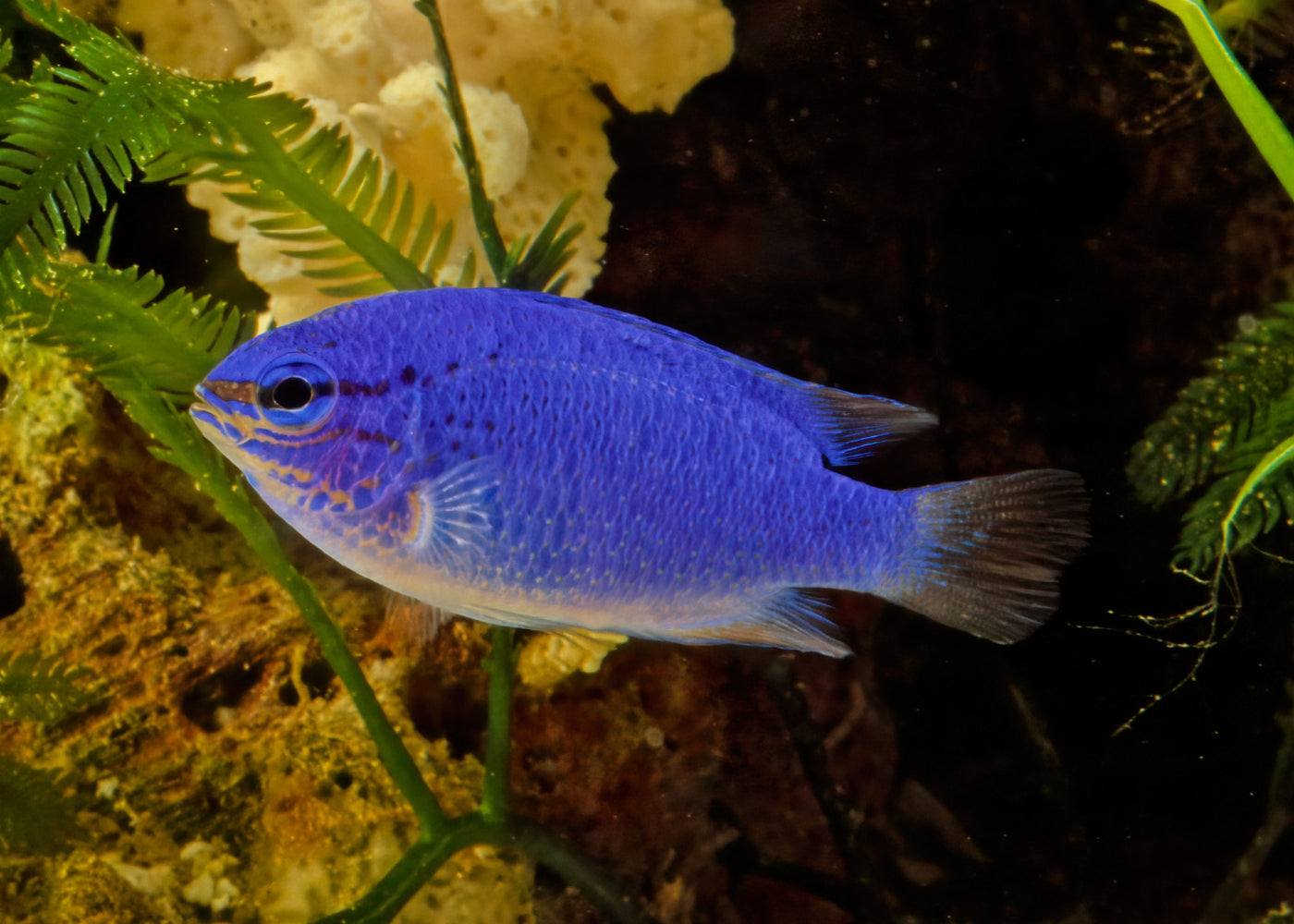 Damsel - Orange Tail Blue 2