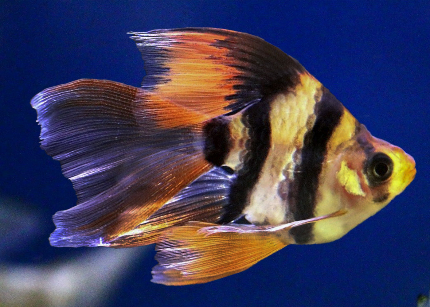 Tiger Barb - Longfin