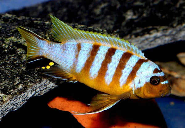 Metriaclima Sp. Zebra Long Pelvic