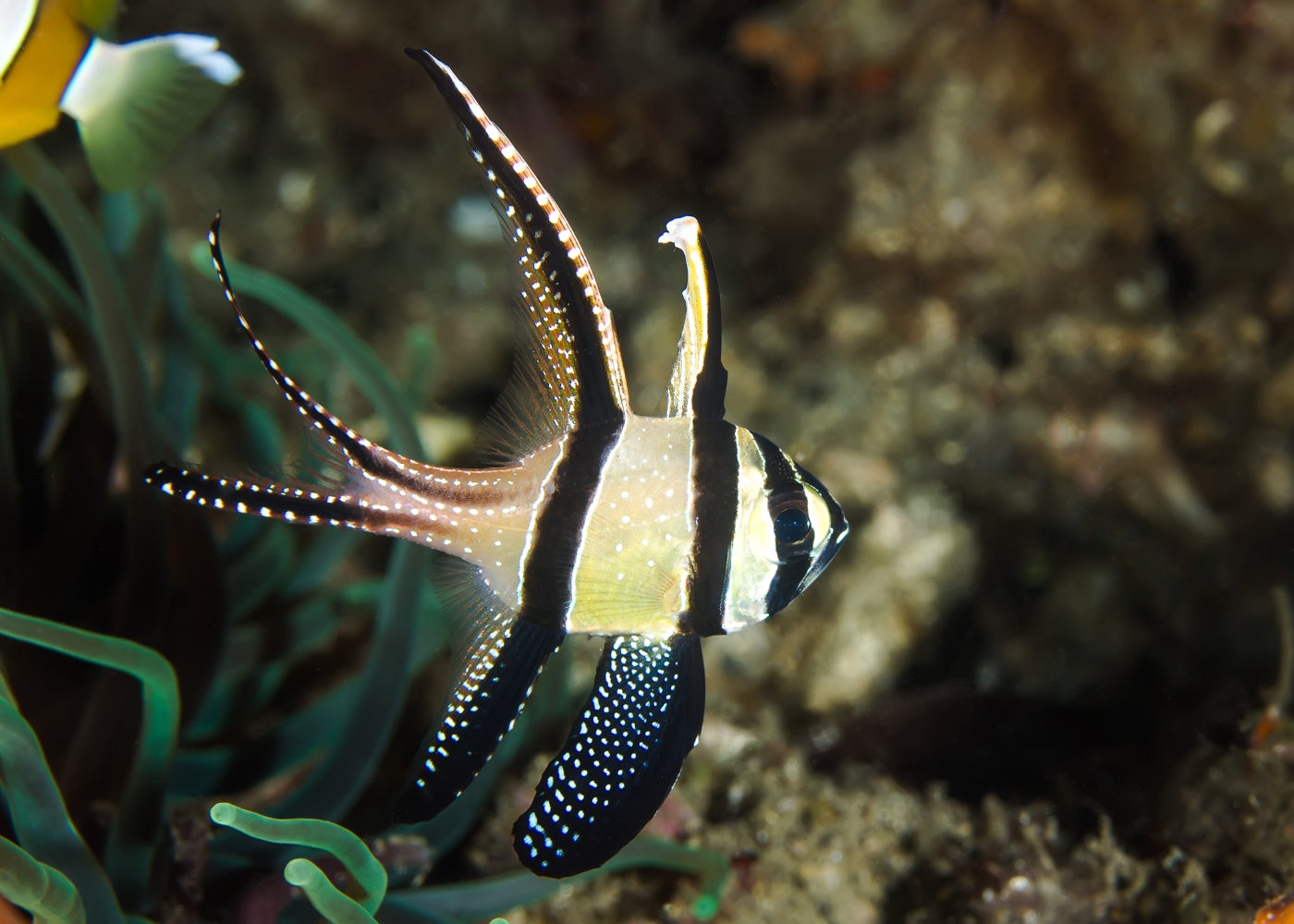 Cardinal fish - Banggai